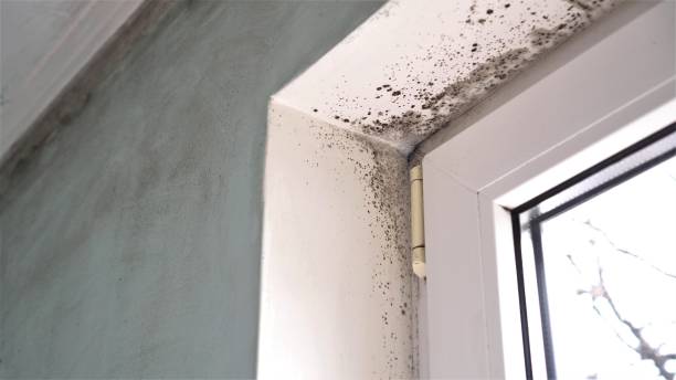 Best Crawl Space Mold Remediation  in Chandler, IN