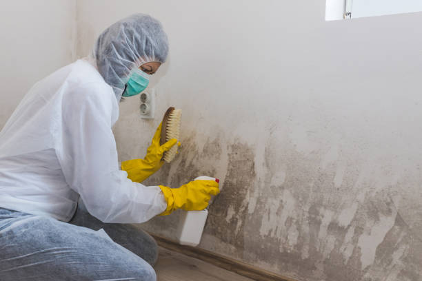 Best Real Estate Mold Inspection  in Chandler, IN