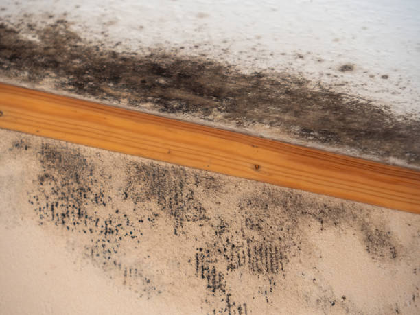Best Emergency Mold Remediation  in Chandler, IN