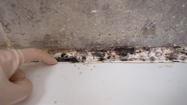 Best Comprehensive Air Testing for Mold Contaminants  in Chandler, IN