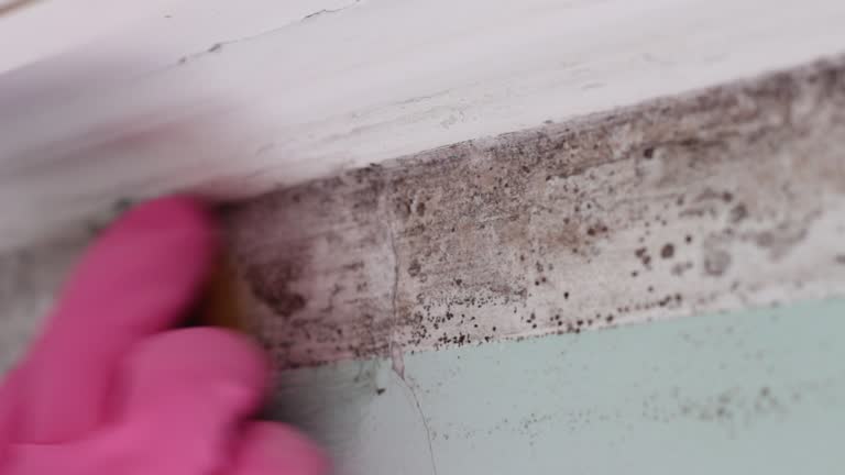 Best Asbestos and Lead Testing During Mold Inspection  in Chandler, IN